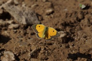 Anadolu Azameti (Colias aurorina)