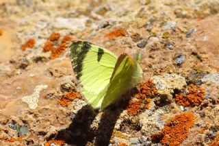 Dou Elfinstonyas (Euchloe penia)