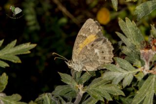 Kaya Esmeri (Kirinia clymene)