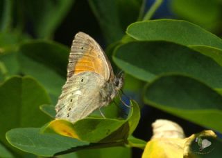 Kaya Esmeri (Kirinia clymene)