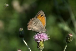 Esmerperi (Hyponephele lupina)