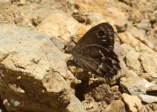 Beyaz Damarl Pirireis (Satyrus amasinus)