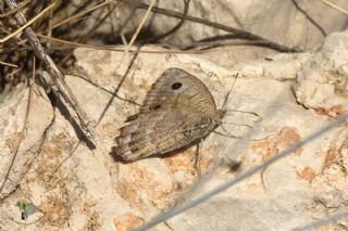 Beyaz Damarl Pirireis (Satyrus amasinus)