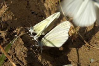 Doulu Narin Orman Beyaz (Leptidea duponcheli)