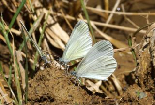 Narin Orman Beyaz (Leptidea sinapis)