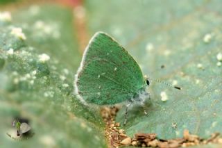 Ign Zmrt, Minikzmrt (Callophrys mystaphia)