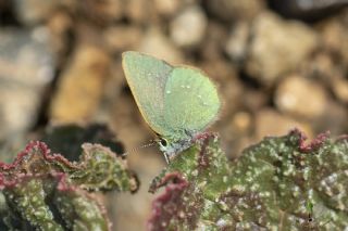 Ign Zmrt, Minikzmrt (Callophrys mystaphia)