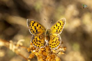 Da Atei (Lycaena thetis)