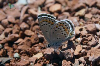 Doulu Esmergz (Plebejus carmon)