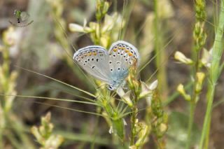 Anadolu Esmergz (Plebejus modicus)