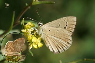 okgzl Lbnan Esmeri (Polyommatus alcestis)