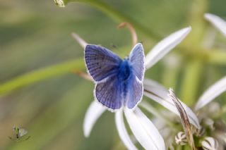 okgzl Mavi (Polyommatus icarus)