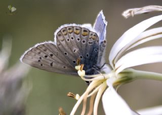 okgzl Mavi (Polyommatus icarus)