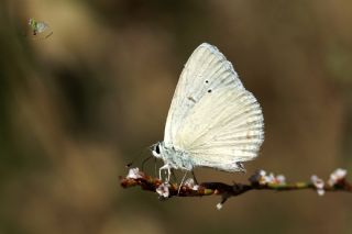 Mezopotamya okgzls (Polyommatus dama)