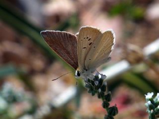 okgzl Amasya Esmeri (Polyommatus mithridates)