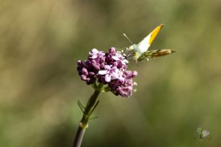 Turuncu Ssl (Anthocharis cardamines)