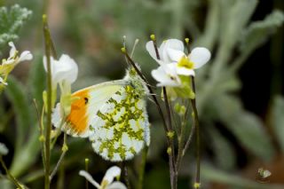Turuncu Ssl (Anthocharis cardamines)