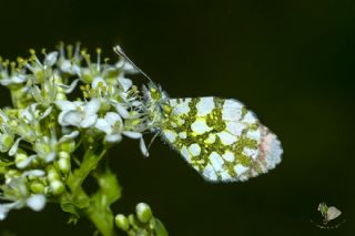 Turuncu Ssl (Anthocharis cardamines)