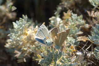 okgzl Poseydon Mavisi (Polyommatus poseidon)