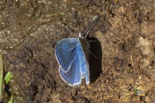 okgzl Poseydon Mavisi (Polyommatus poseidon)