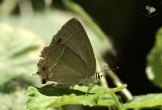 Mormee (Favonius quercus)