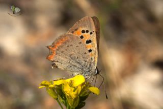 Benekli Bakr Gzeli (Lycaena phlaeas)