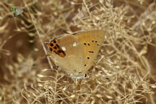 Orman Bakr Gzeli (Lycaena virgaureae)