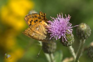 Orman Bakr Gzeli (Lycaena virgaureae)