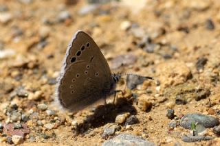 Anadolu Karagz Mavisi (Glaucopsyche astraea)