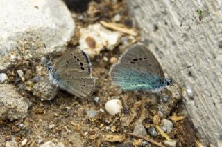 Anadolu Karagz Mavisi (Glaucopsyche astraea)