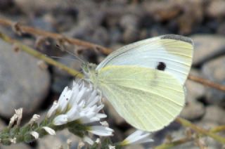 Kk Beyazmelek (Pieris rapae)