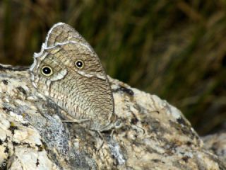 Beyaz Bandl Karamelek (Hipparchia parisatis)