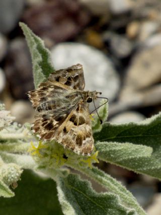 Hatmi Zpzp (Carcharodus alceae)