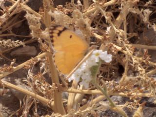 Mezopotamya Kolotisi (Colotis fausta)
