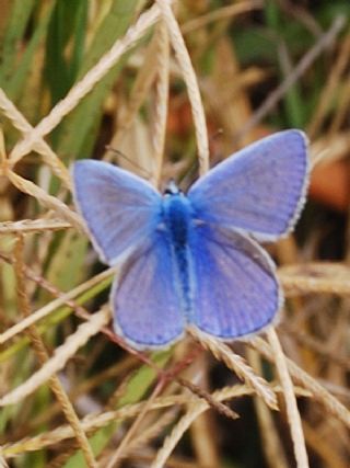 okgzl Mavi (Polyommatus icarus)
