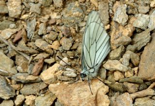 Al Beyaz (Aporia crataegi)