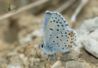 Himalaya Mavisi (Pseudophilotes vicrama)