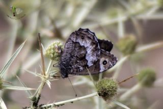 Anadolu Karamelei (Hipparchia fatua)