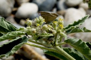 Lampides (Lampides boeticus)