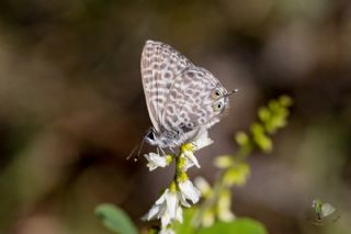 Mavi Zebra (Leptotes pirithous)