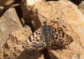 Benekli parhan (Melitaea didyma)