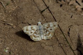 Hatmi Zpzp (Carcharodus alceae)