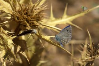 Lacivert Anadolu okgzls (Polyommatus actis )