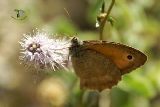 Kk Esmerperi (Hyponephele lycaon)