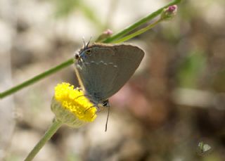 Sevbeni (Satyrium abdominalis)