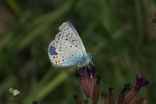 okgzl Mavi (Polyommatus icarus)