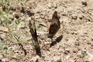 Byk Karamelek (Hipparchia syriaca)