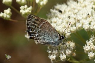 Sevbeni (Satyrium abdominalis)