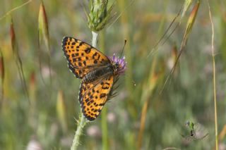 Benekli parhan (Melitaea didyma)