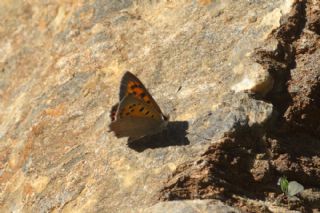 Benekli Bakr Gzeli (Lycaena phlaeas)